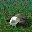 Arm Lemming