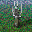 Core Shroud